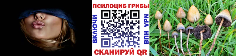Псилоцибиновые грибы Cubensis  Сретенск 